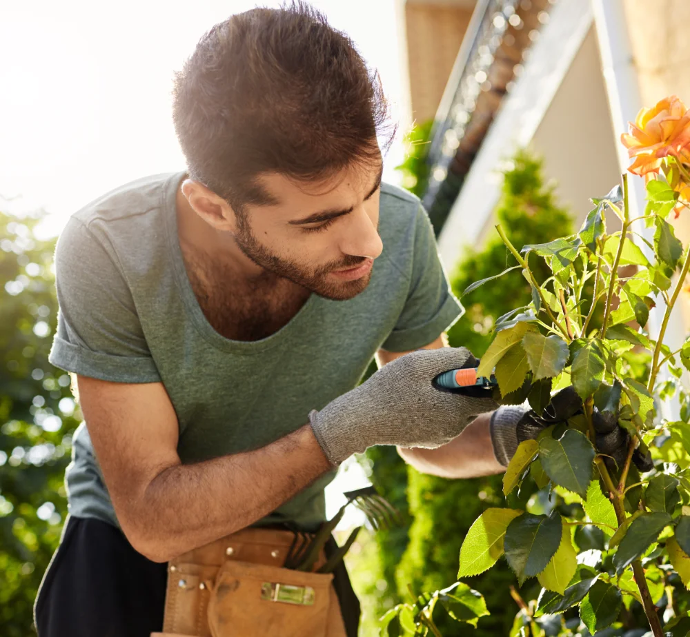 Jardinier taillant un rosier au sécateur