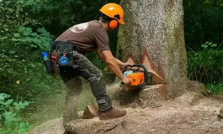 Abattage sécurisé d'un arbre par démontage