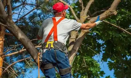 Élagueur taillant la couronne d'un arbre sur corde